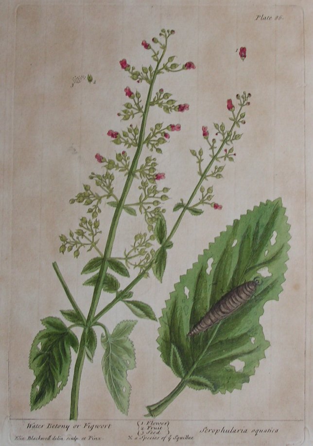 Print - Water Betony or Figwort - Blackwell