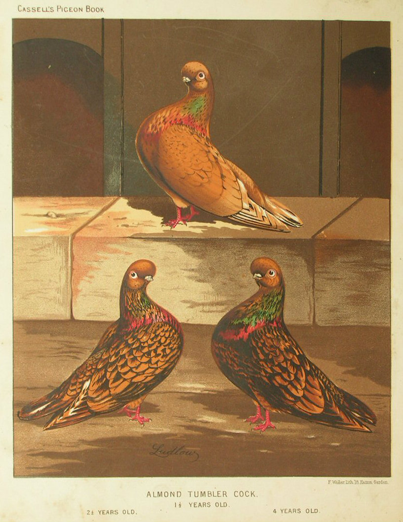 Chromolithograph - Almond Tumbler Cock. 1 1/2 Years Old, 2 1/2 Years Old, 4 Years Old