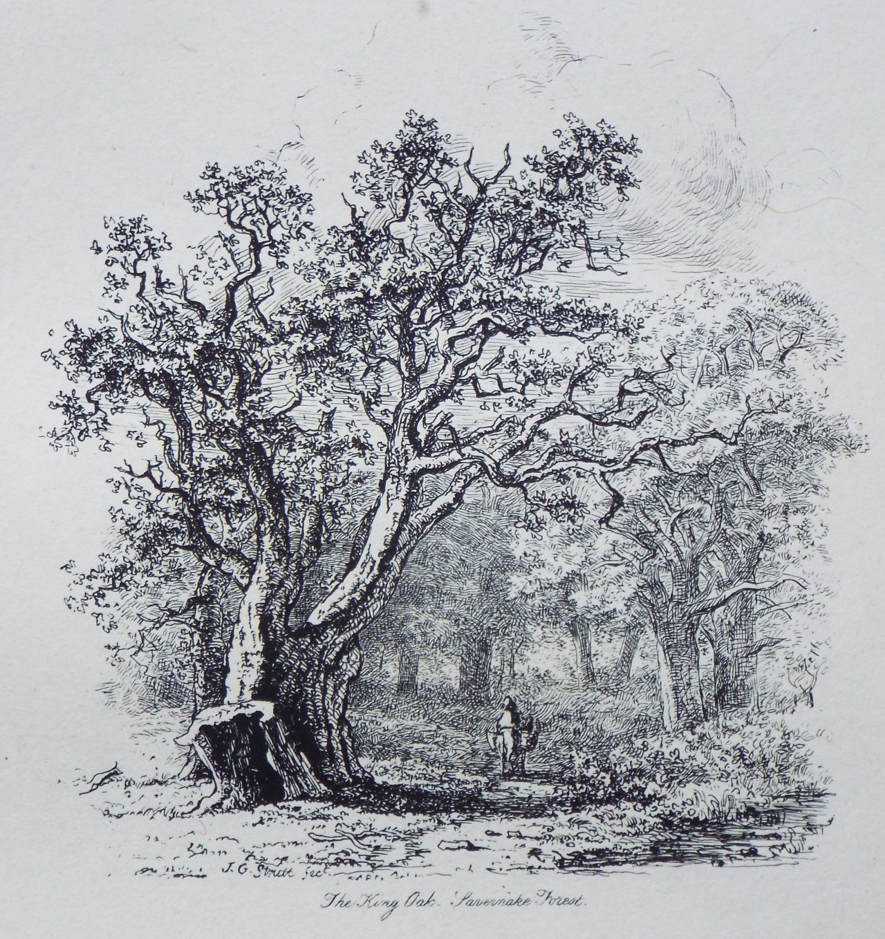 Etching - The King Oak, Savernake Forest. - Strutt