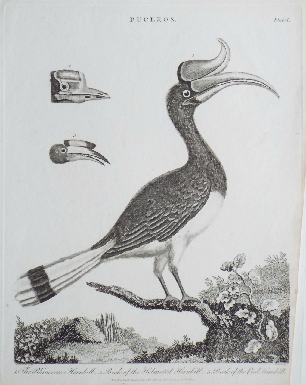 Print - Buceros. Fig.1. The Rhinocerps Hornbill. 2. Beak of the Helmeted Hornbill. 3. Beak of the Pied Hornbill. - Pass