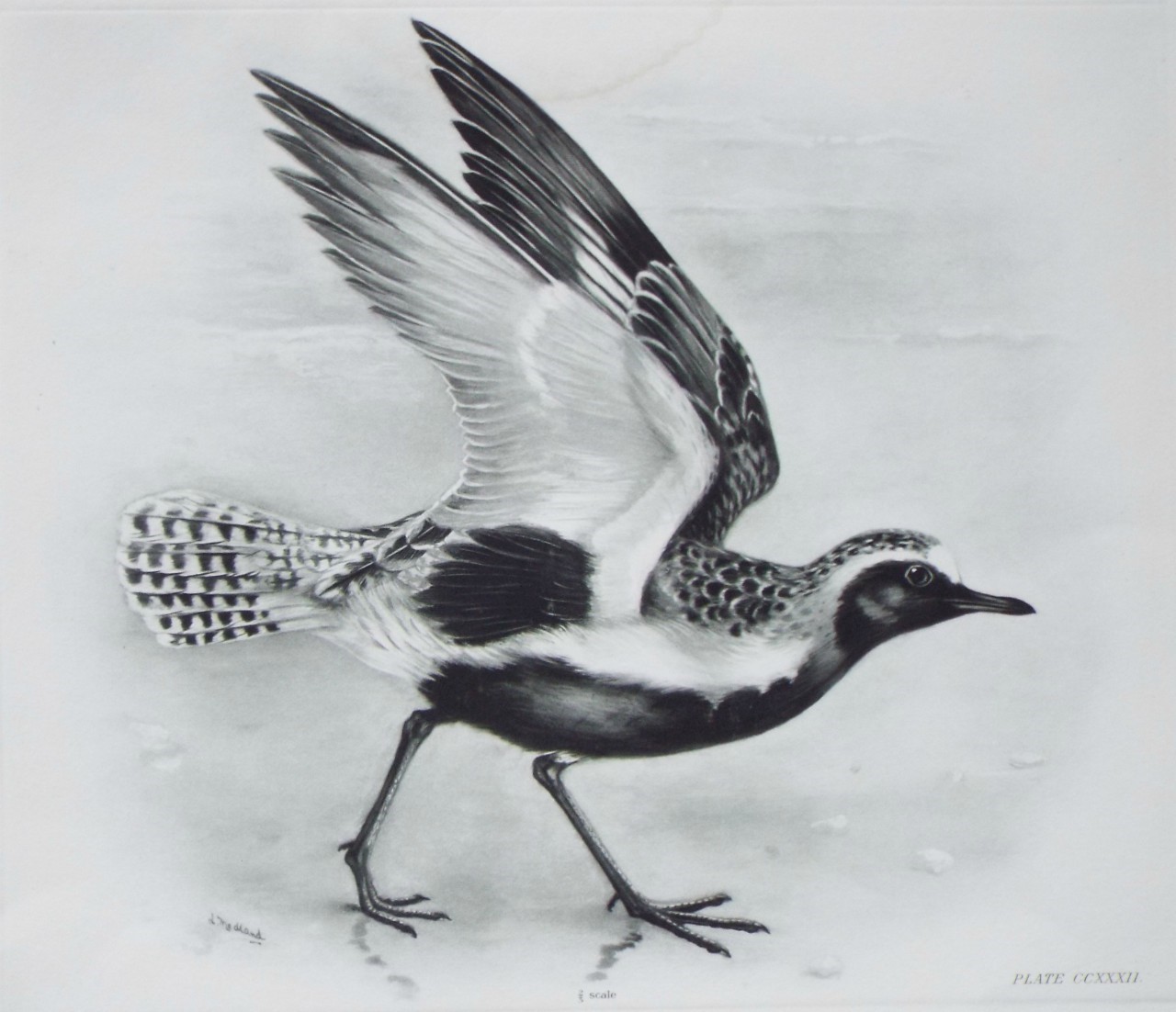 Gravure - Grey Plover