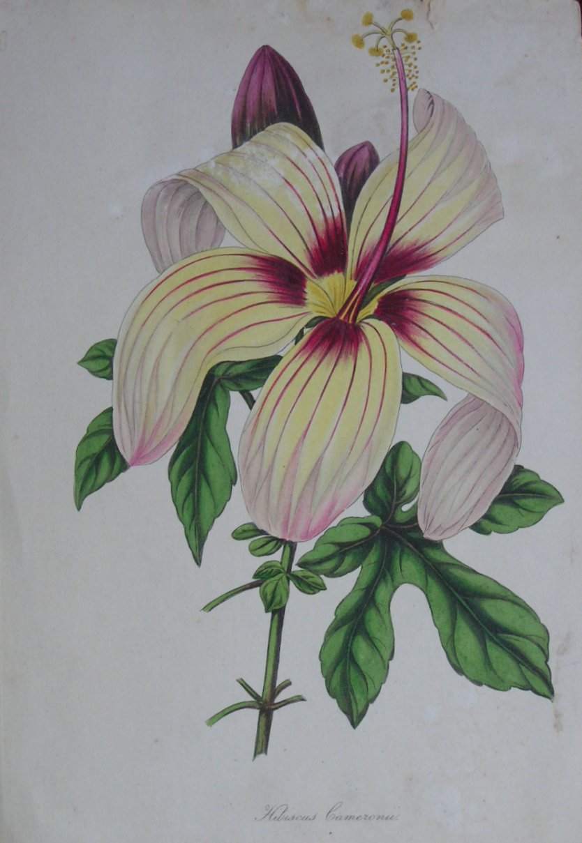 Lithograph - Hibiscus Cameronii