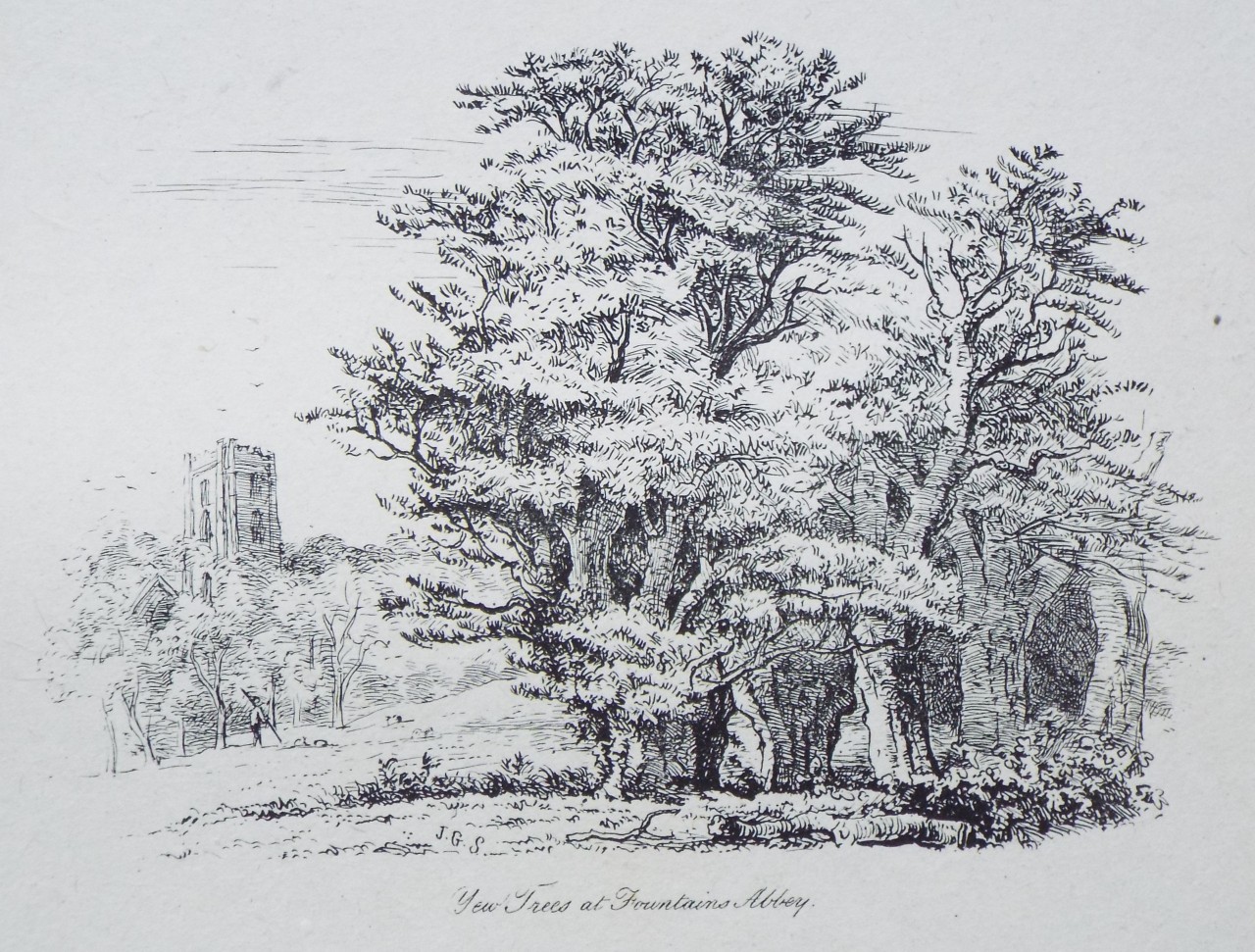 Etching - Yew Trees at Fountains Abbey. - Strutt