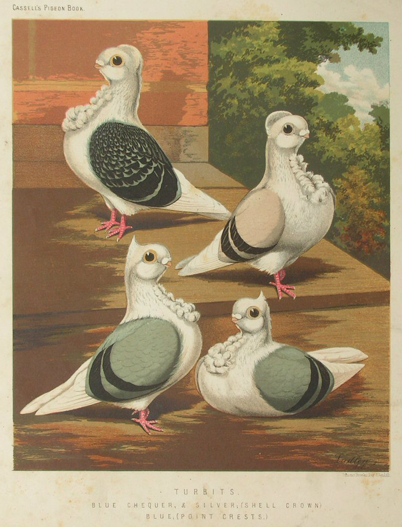 Chromolithograph - Turbits. Blue-Chequer & Silver (Shell Cross), Blue (Point Crests)