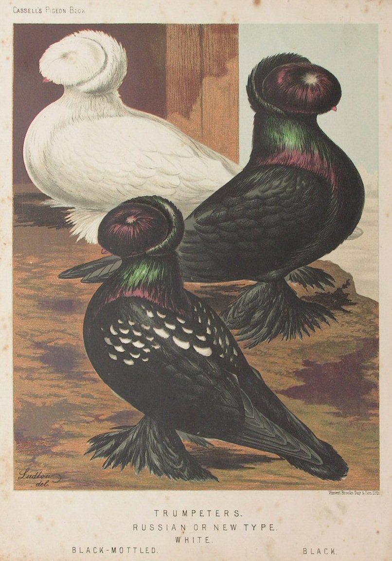 Chromolithograph - Trumpeters. Russian or New Type. White, Black-mottled, Black