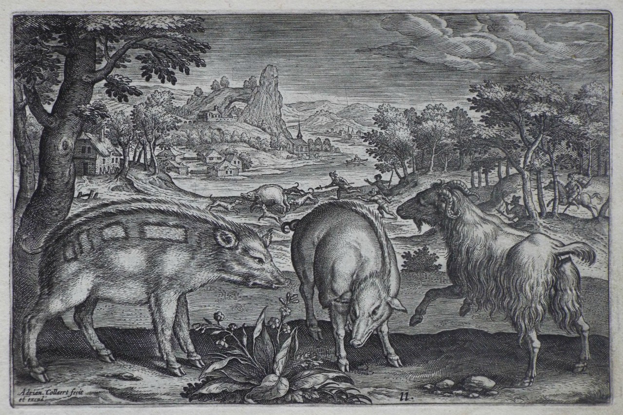 Print - Plate 11: Two wild pigs and a goat - Collaert