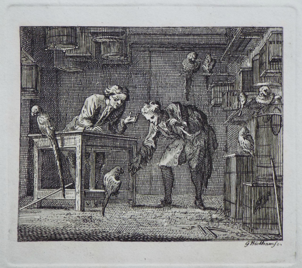 Print - (Aesop fable - Parrots) - Bickham