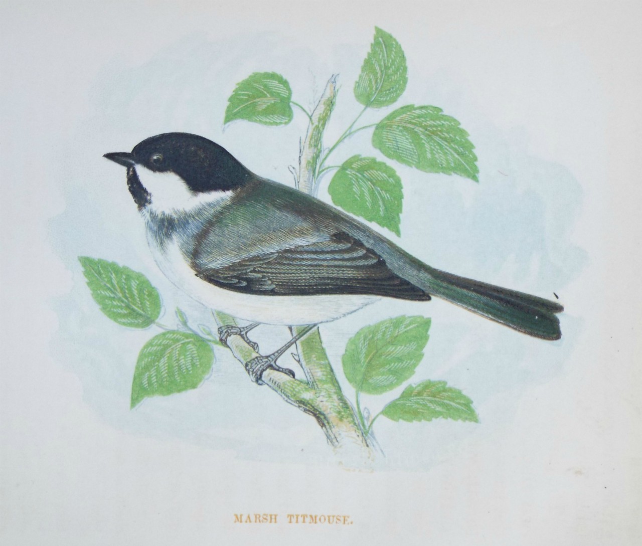 Chromo-lithograph - Marsh Titmouse.