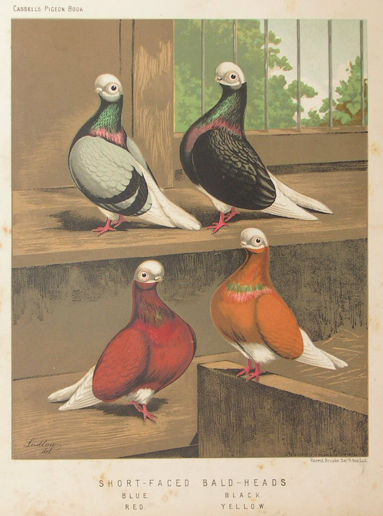 Chromolithograph - Short-Faced Bald-Heads. Blue, Red, Black, Yellow