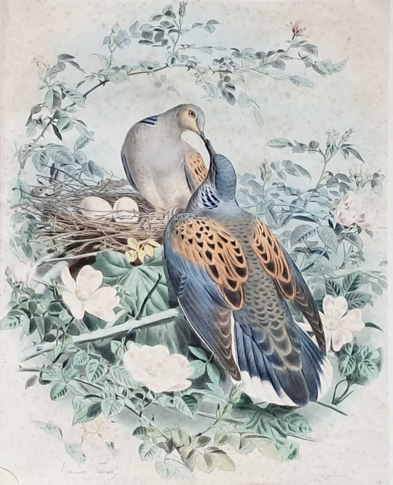 Lithograph - (Turtle Doves) - Travies