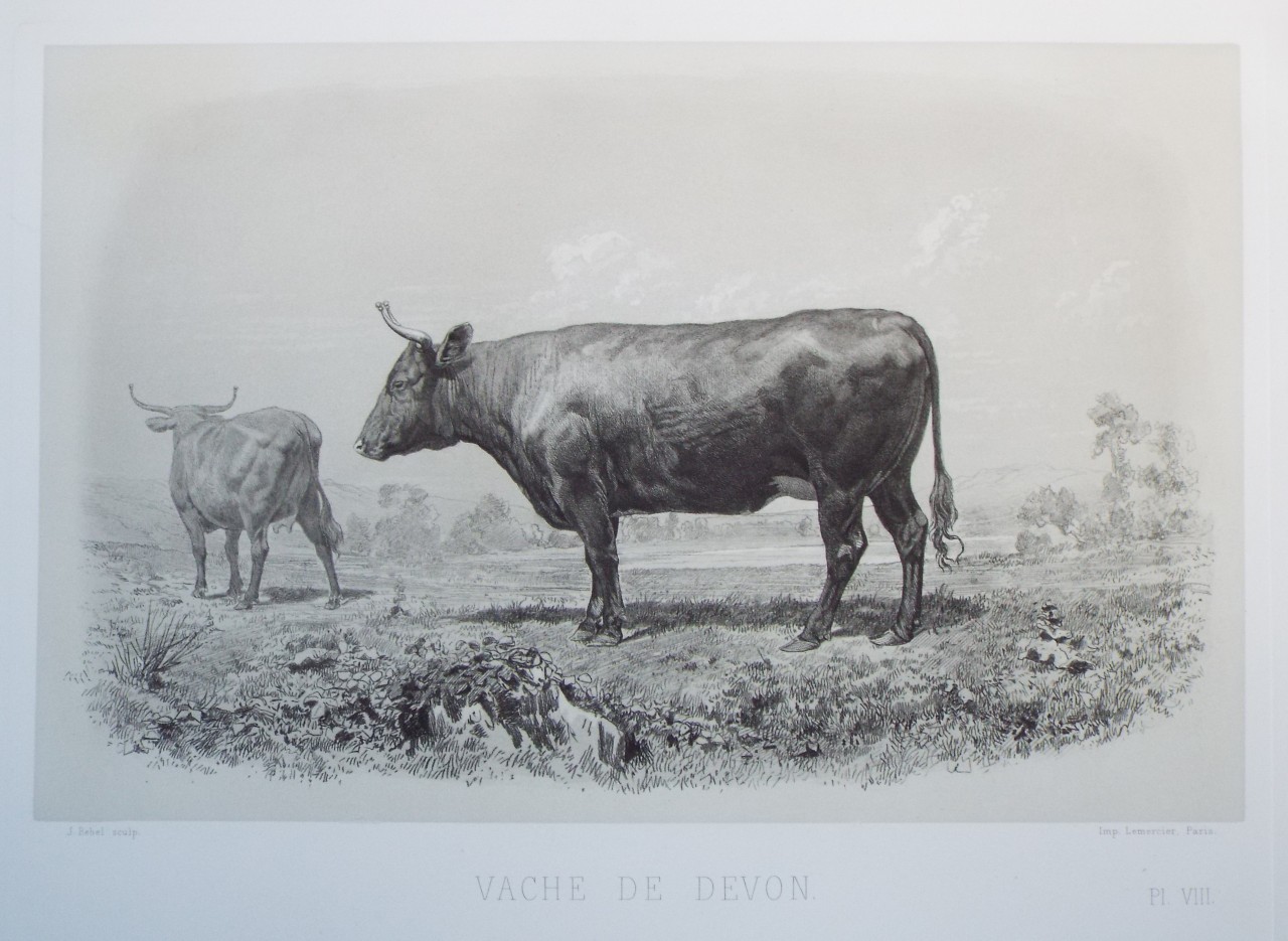 Heliogravure - Vache de Devon.