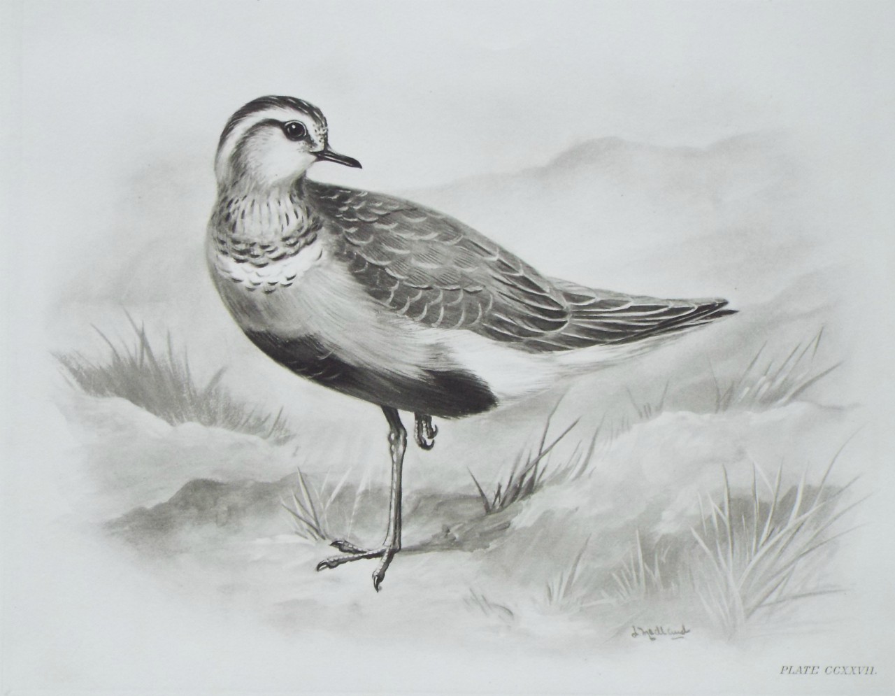 Gravure - Dotterel