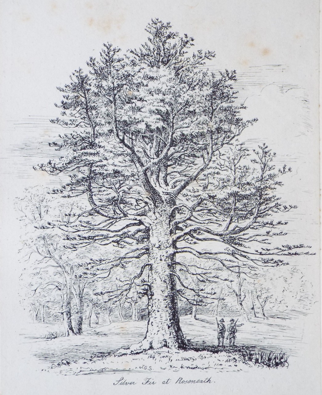 Etching - Silver Fir at Roseneath. - Strutt