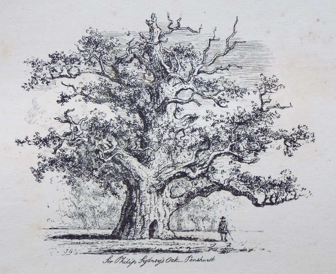 Etching - Sir Philip Sydney's Oak, Penshurst. - Strutt