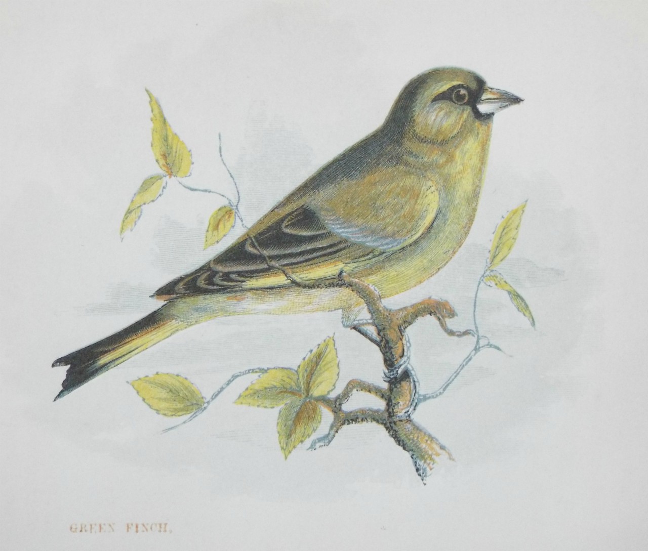 Chromo-lithograph - Green Finch.