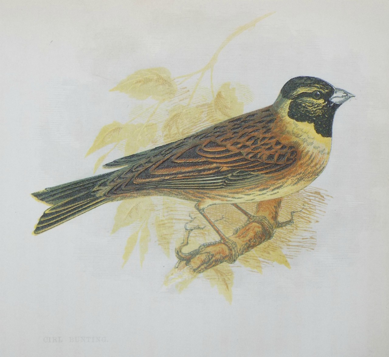 Chromo-lithograph - Cirl Bunting.