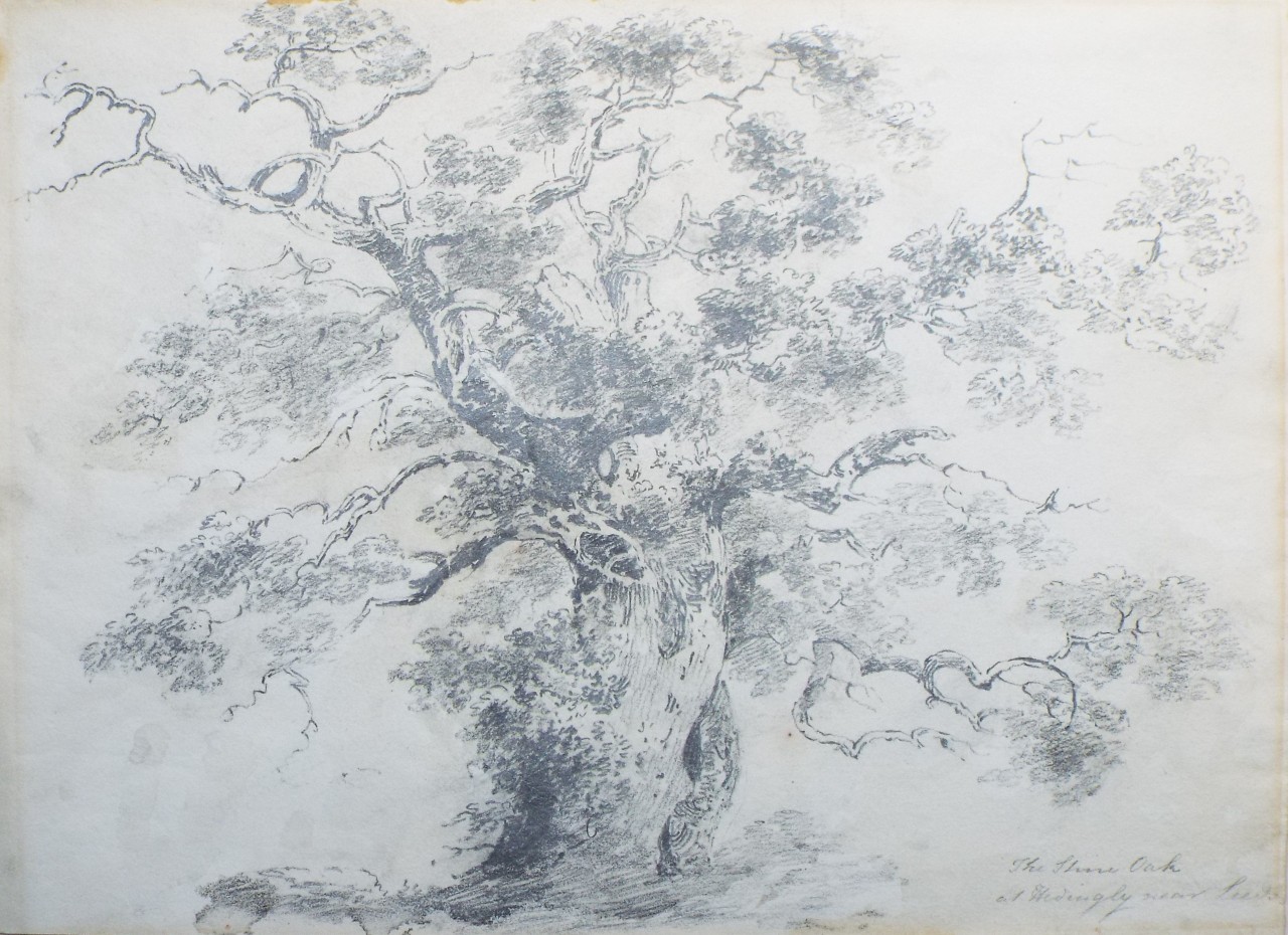 Pencil drawing - The Shire Oak at Hedingly near Leeds