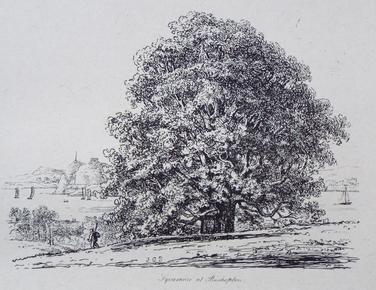 Etching - Sycamore at Bishopton. - Strutt