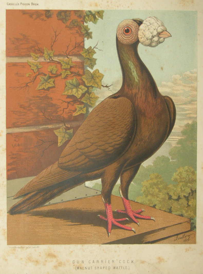 Chromolithograph - Dun Carrier Cock (Walnut Shaped Wattle)