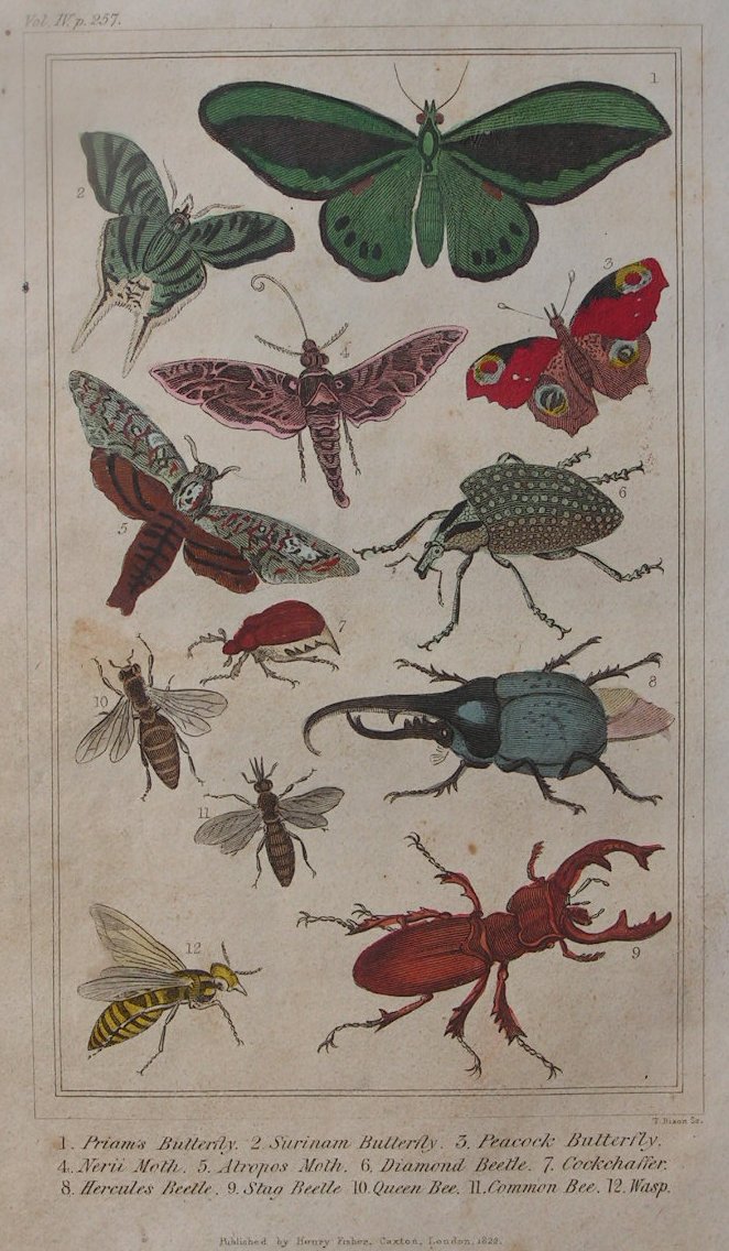 Print - 1. Priam's Butterfly etc (12 insects) - Dixon