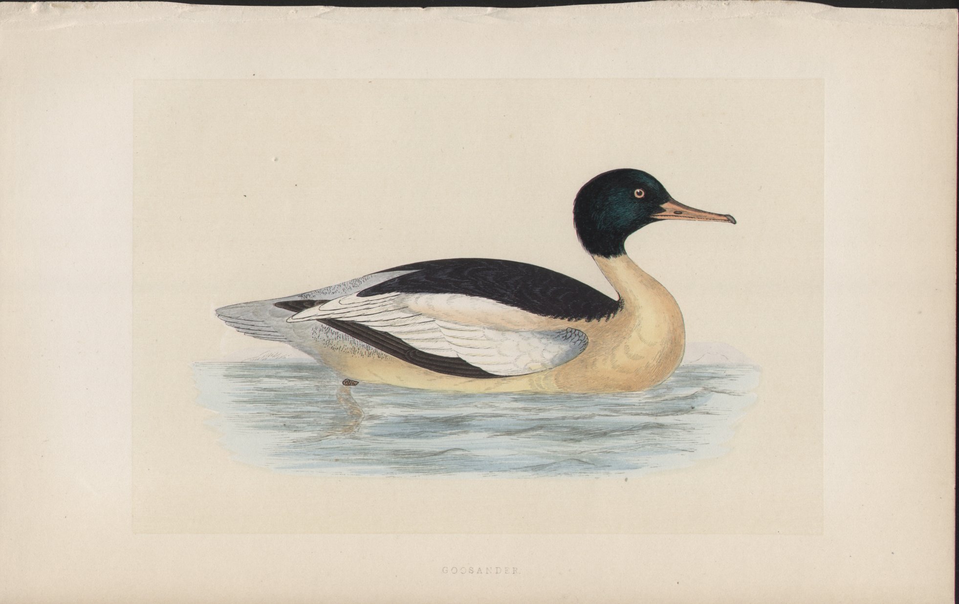 Wood - Goosander - Fawcett