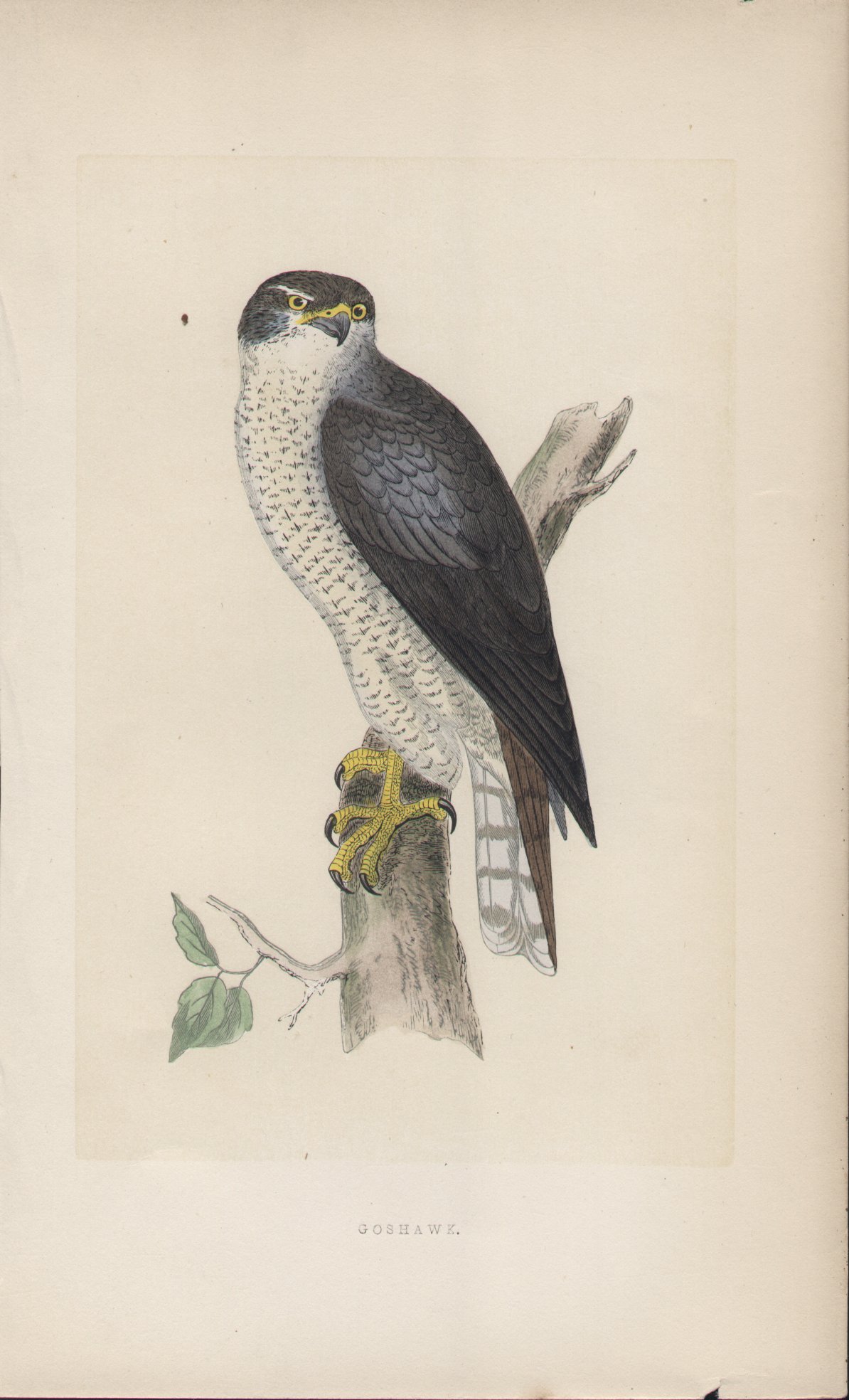 Wood - Goshawk - Fawcett