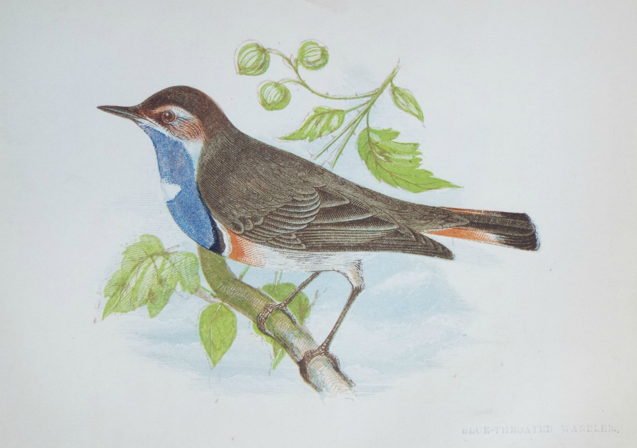 Chromo-lithograph - Blue-throated Warbler.
