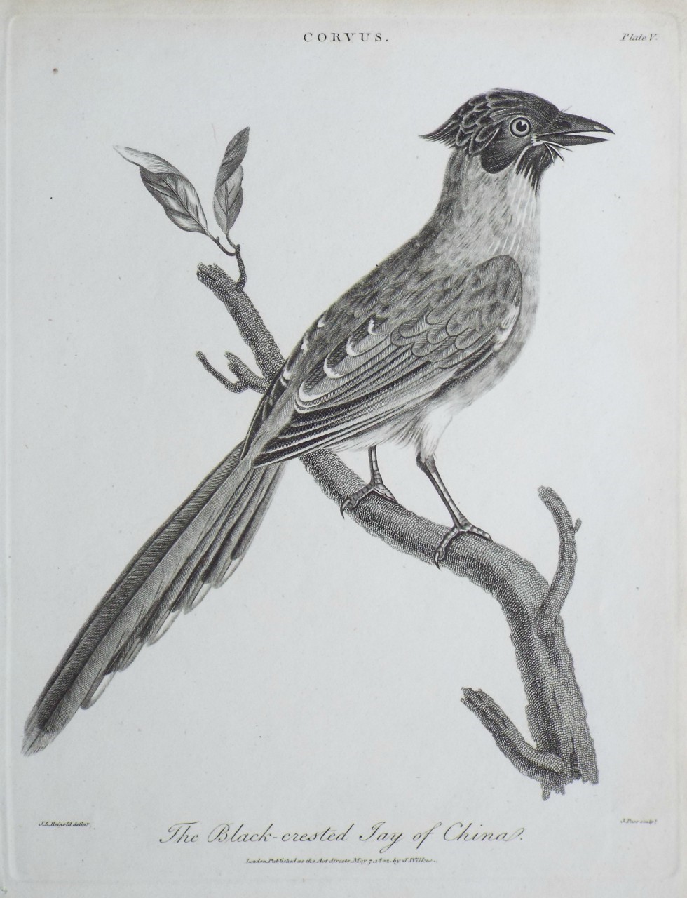 Print - Corvus. The Black-crested Jay of China. - Pass