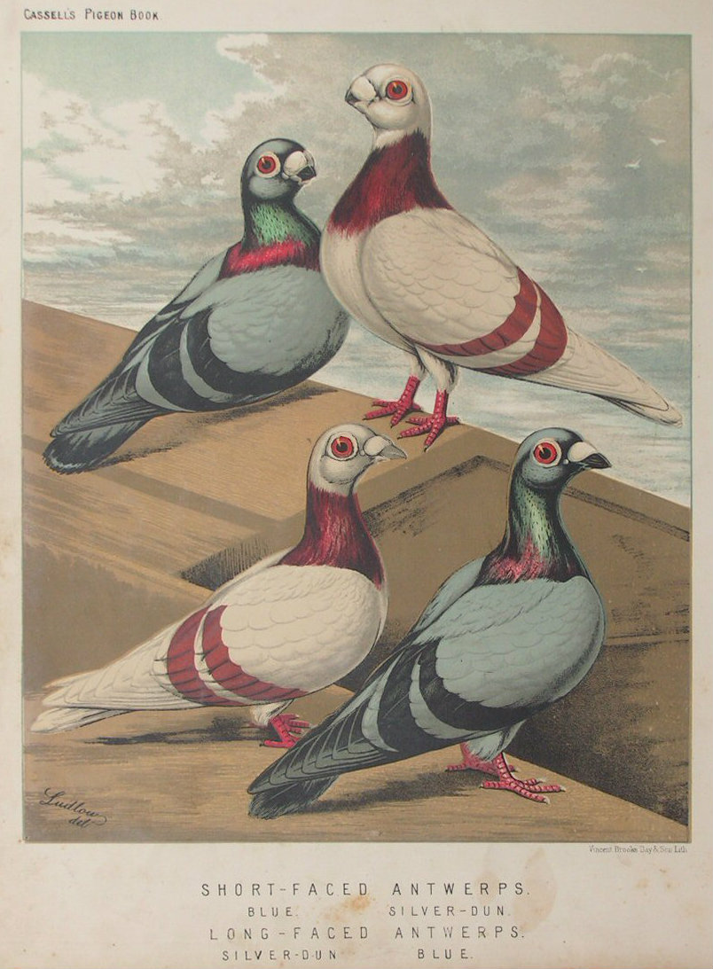 Chromolithograph - Short-Faced Antwerps. Blue, Silver-Don. Long-faced Antwerps. Silver-Don, Blue.