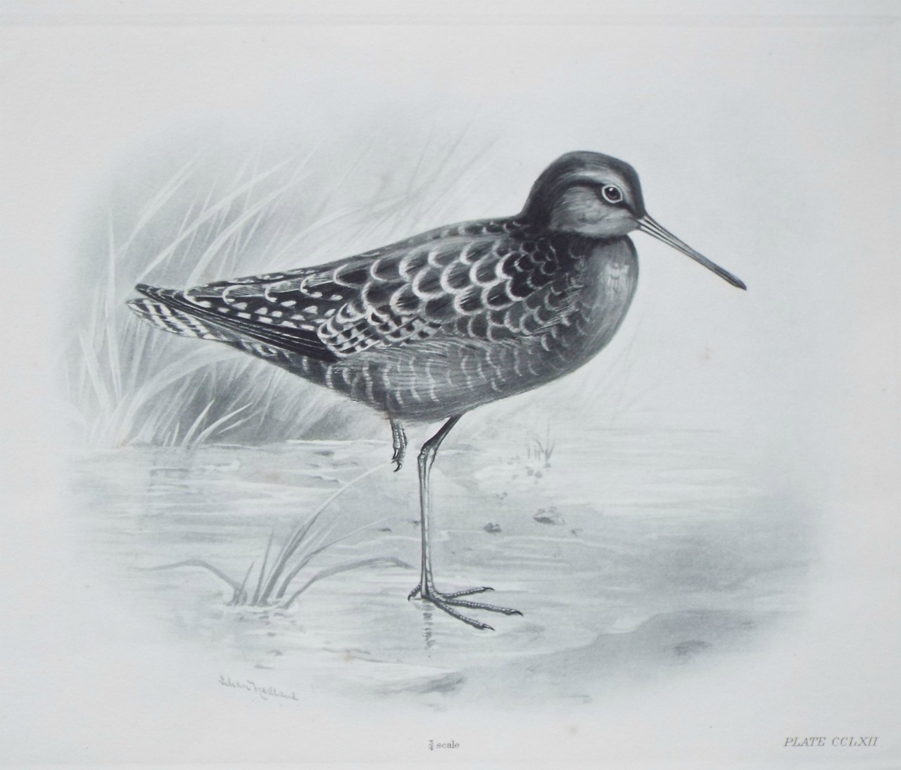 Gravure - Wader?