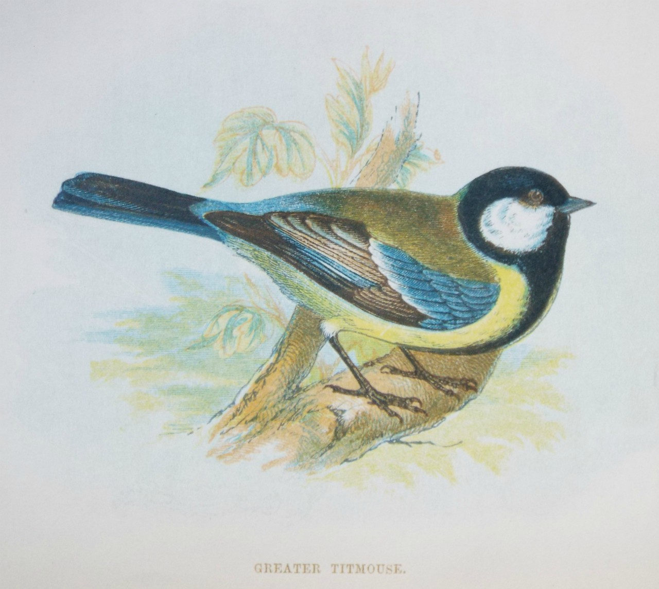 Chromo-lithograph - Greater Titmouse.