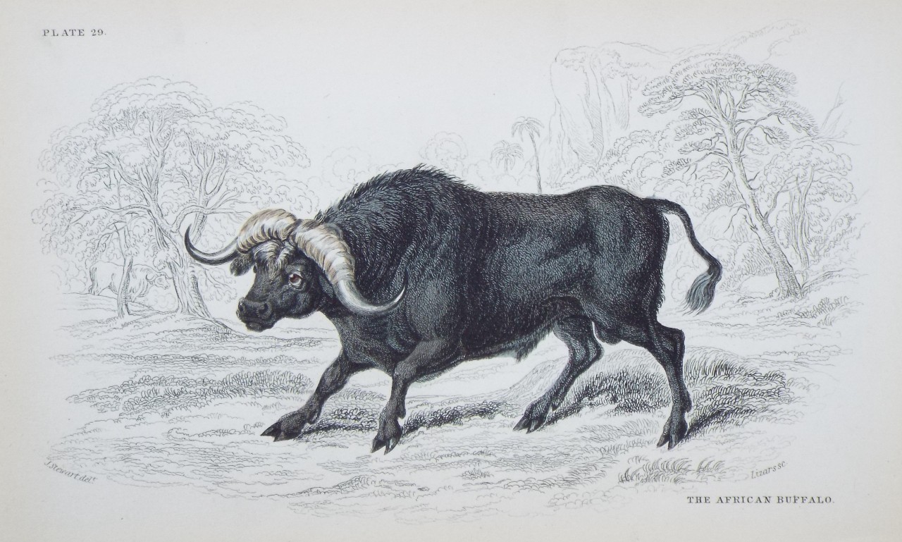 Print - The African Buffalo - 