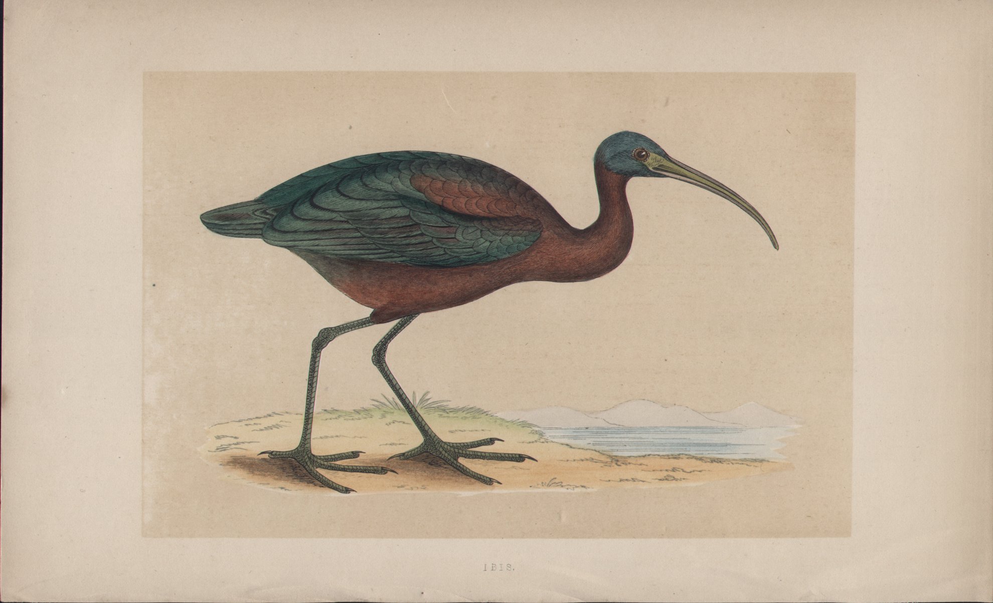 Wood - Ibis - Fawcett