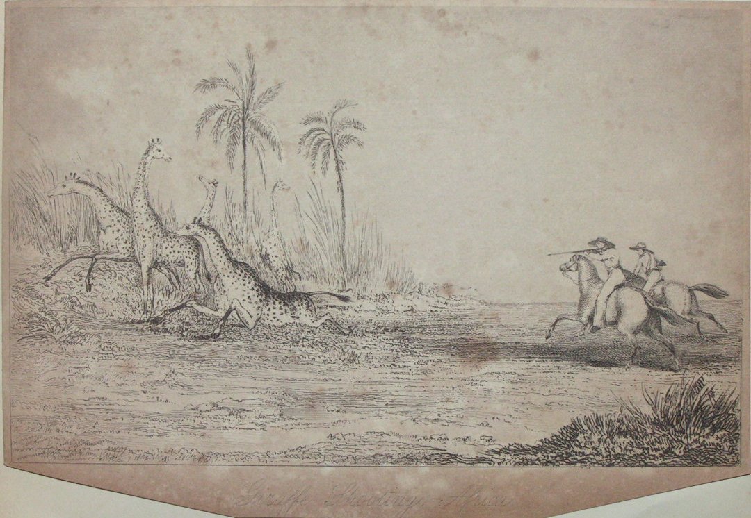 Etching - Giraffe Shooting, Africa