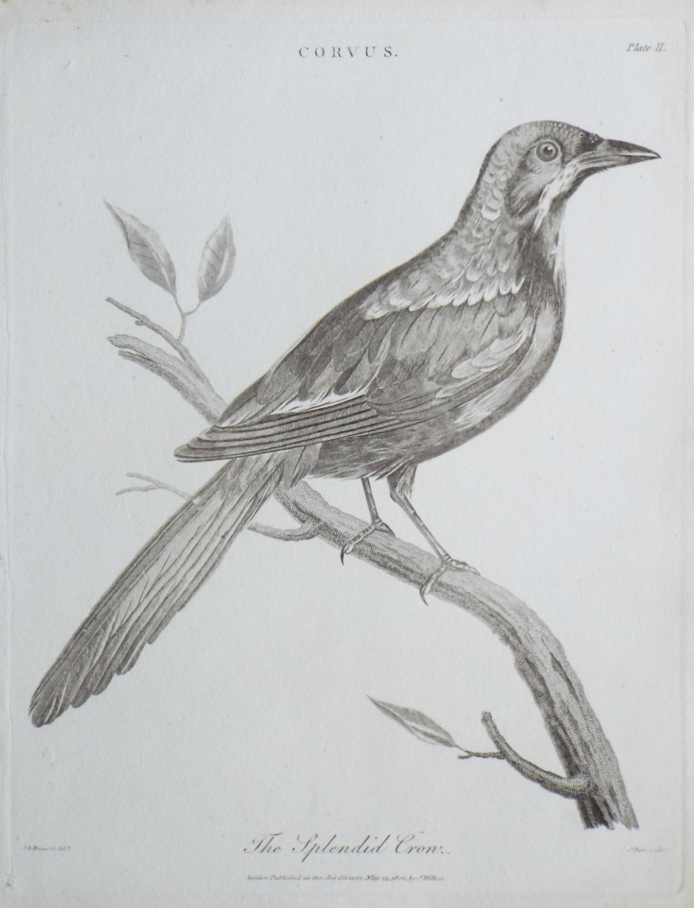 Print - Corvus. The Splendid Crow. - Pass