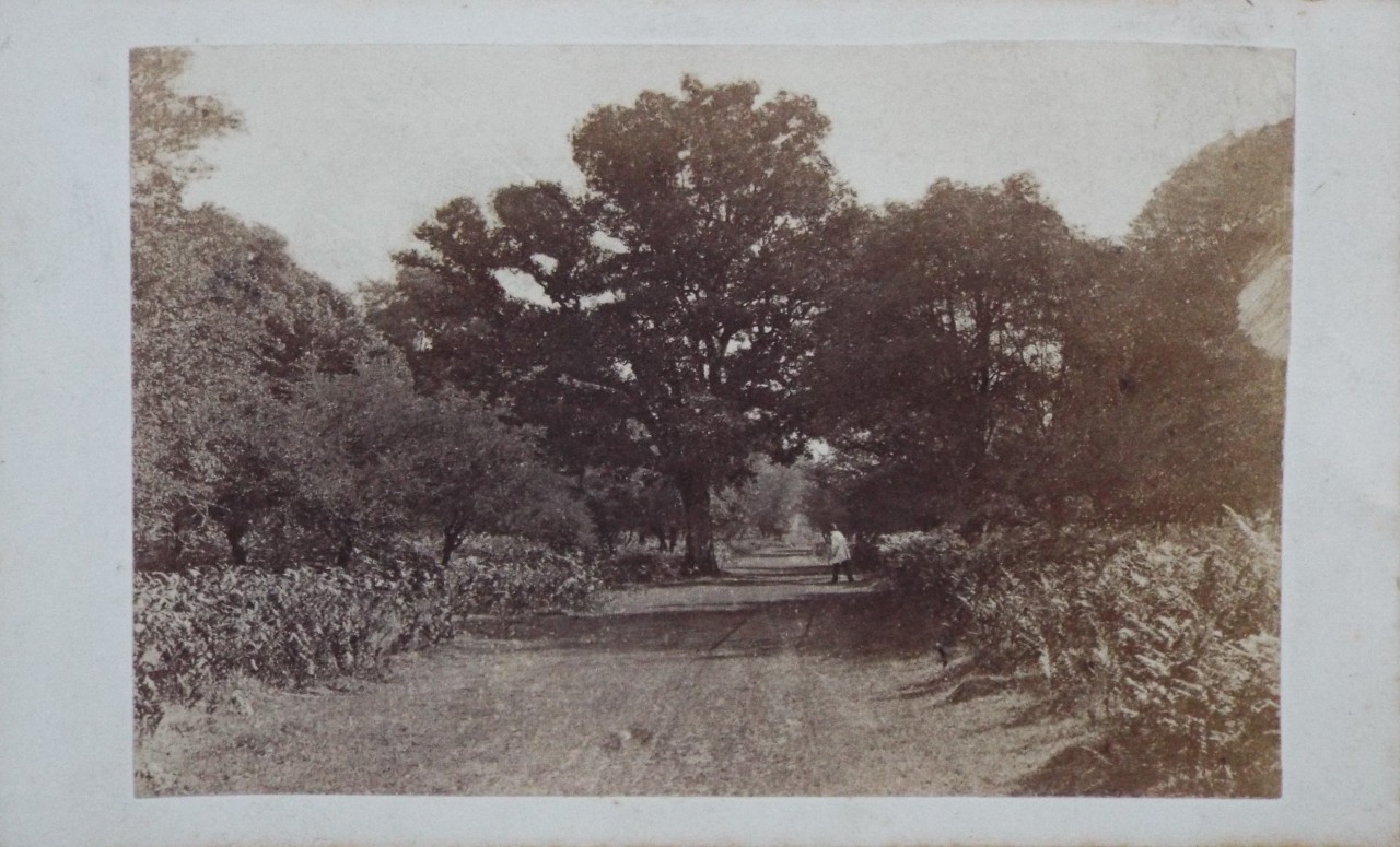 Photograph - Savernake Forest