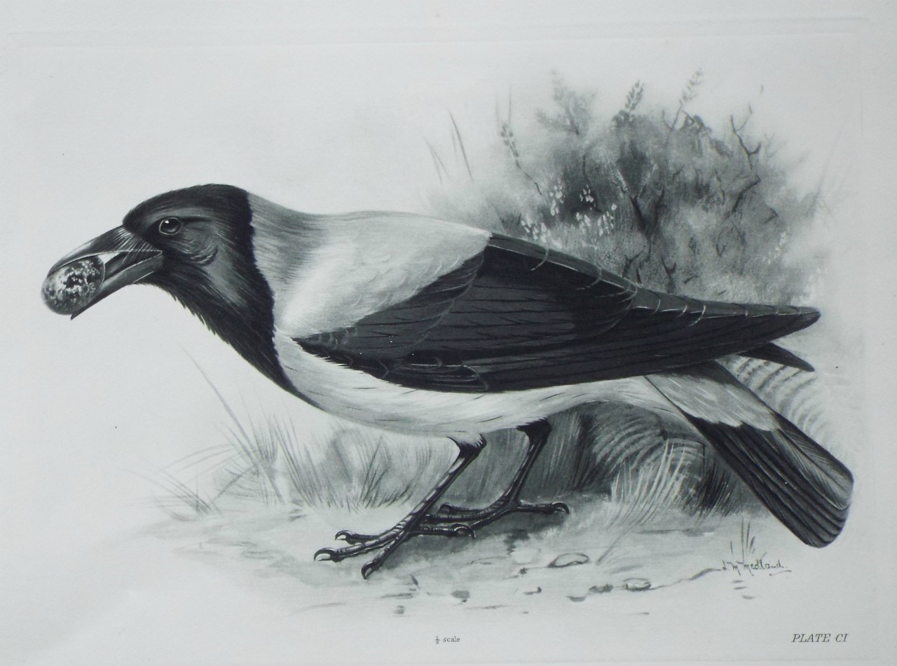 Gravure - Hooded Crow