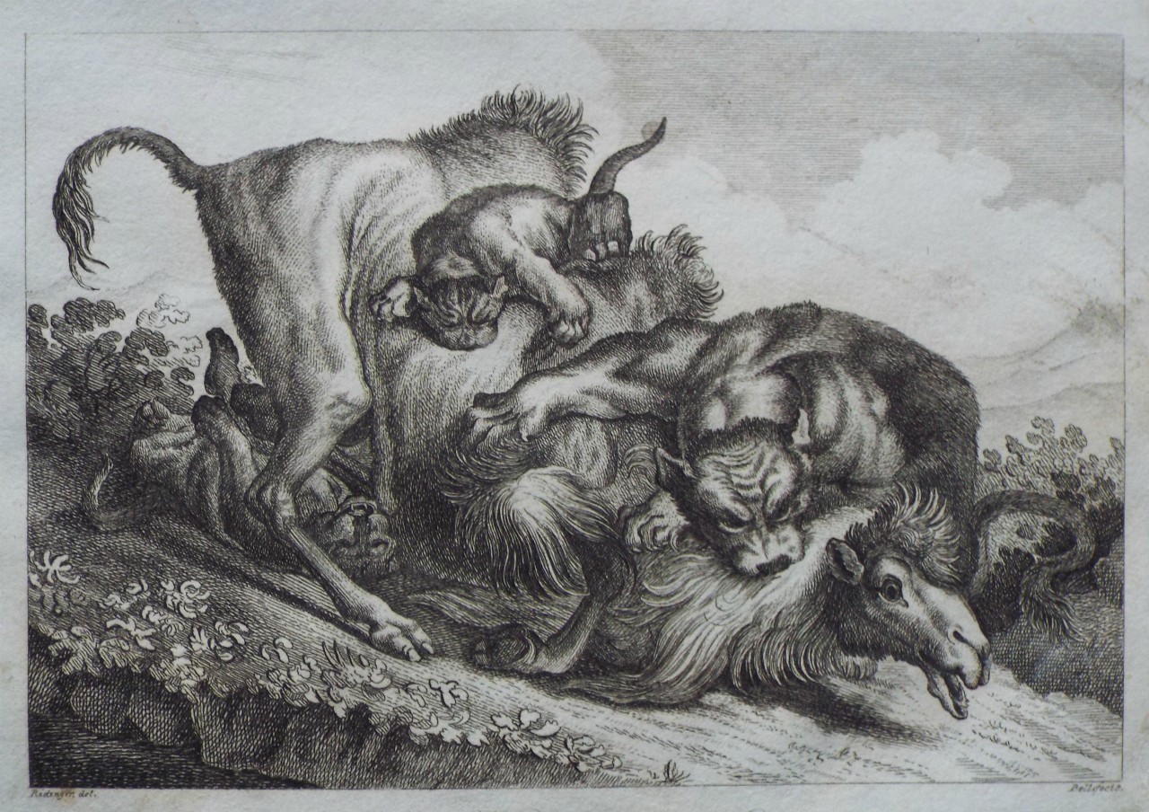 Etching - Lions killing a Sheep. - 