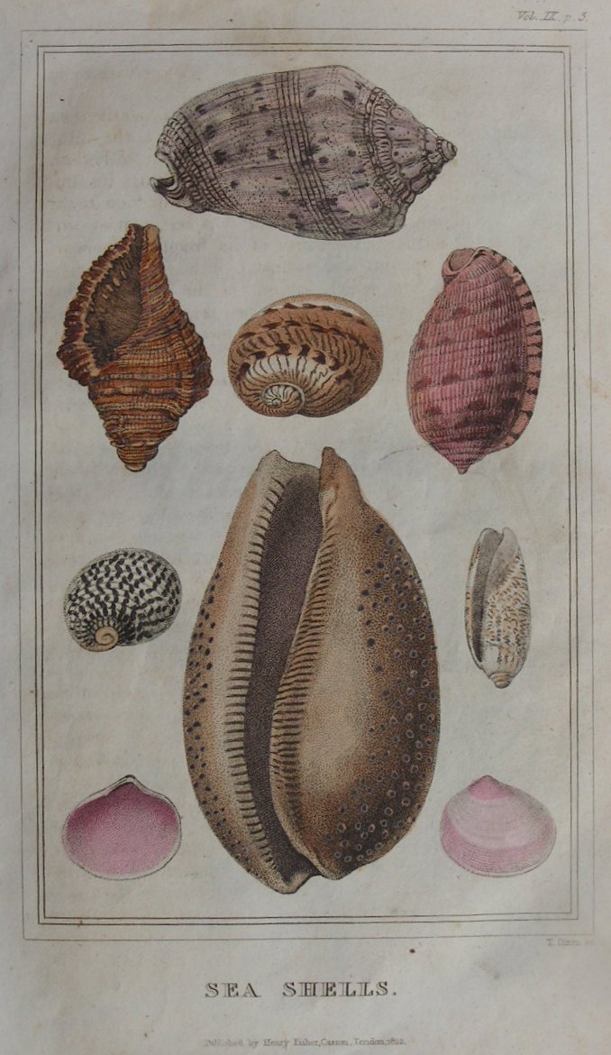 Print - Sea Shells - Dixon