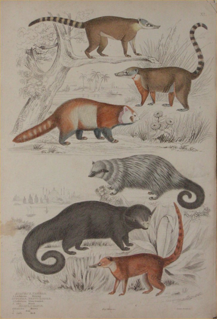 Print - 021 Allurus, Pandas. Ictedes, Benturongs. Nasua, Coatis - Milne