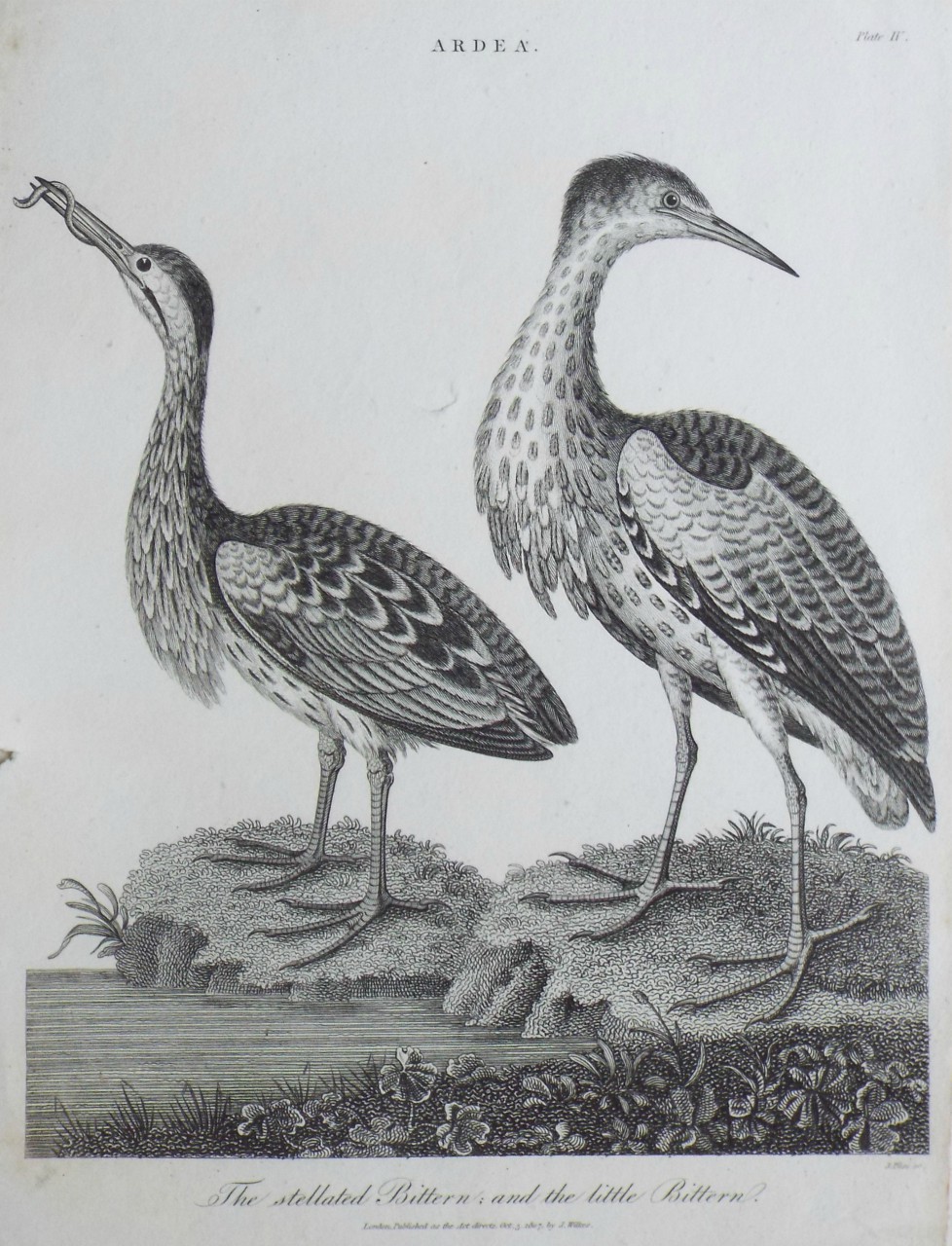 Print - Ardea, The stellated Bittern; and the little Bitterne. - Pass