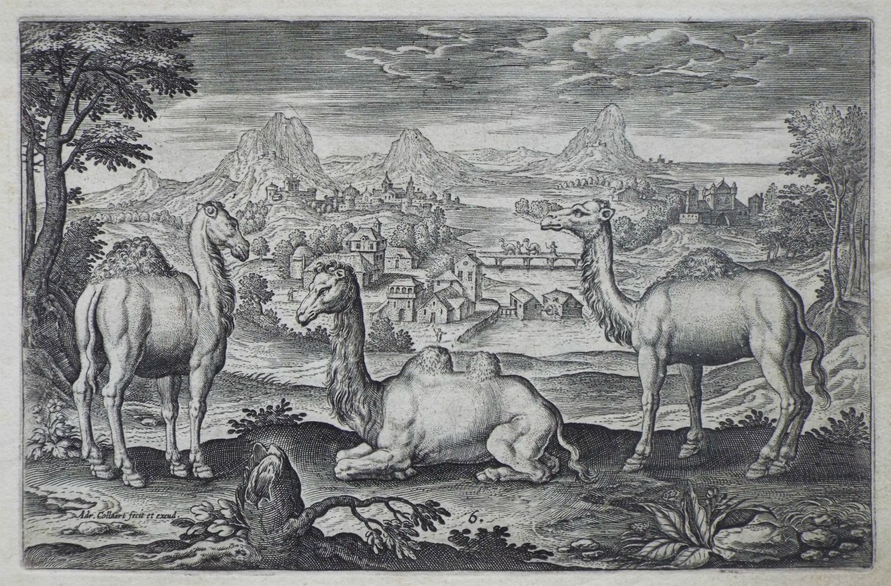 Print - Plate 6: A bactrian and two camels - Collaert