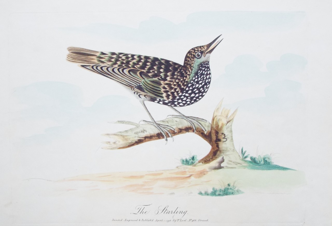 Etching - The Starling. - Lord