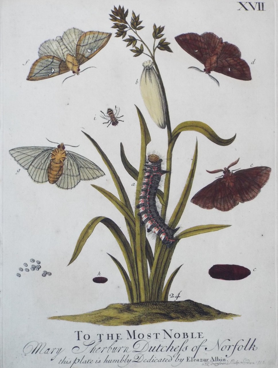 Print - To the Most Noble Catherine Dutchess of Norfolk this Plate is humbly Dedicated by Eleazar Albin. - Terasson