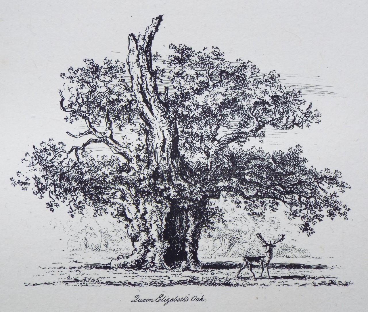 Etching - Queen Elizabeth's Oak. - Strutt