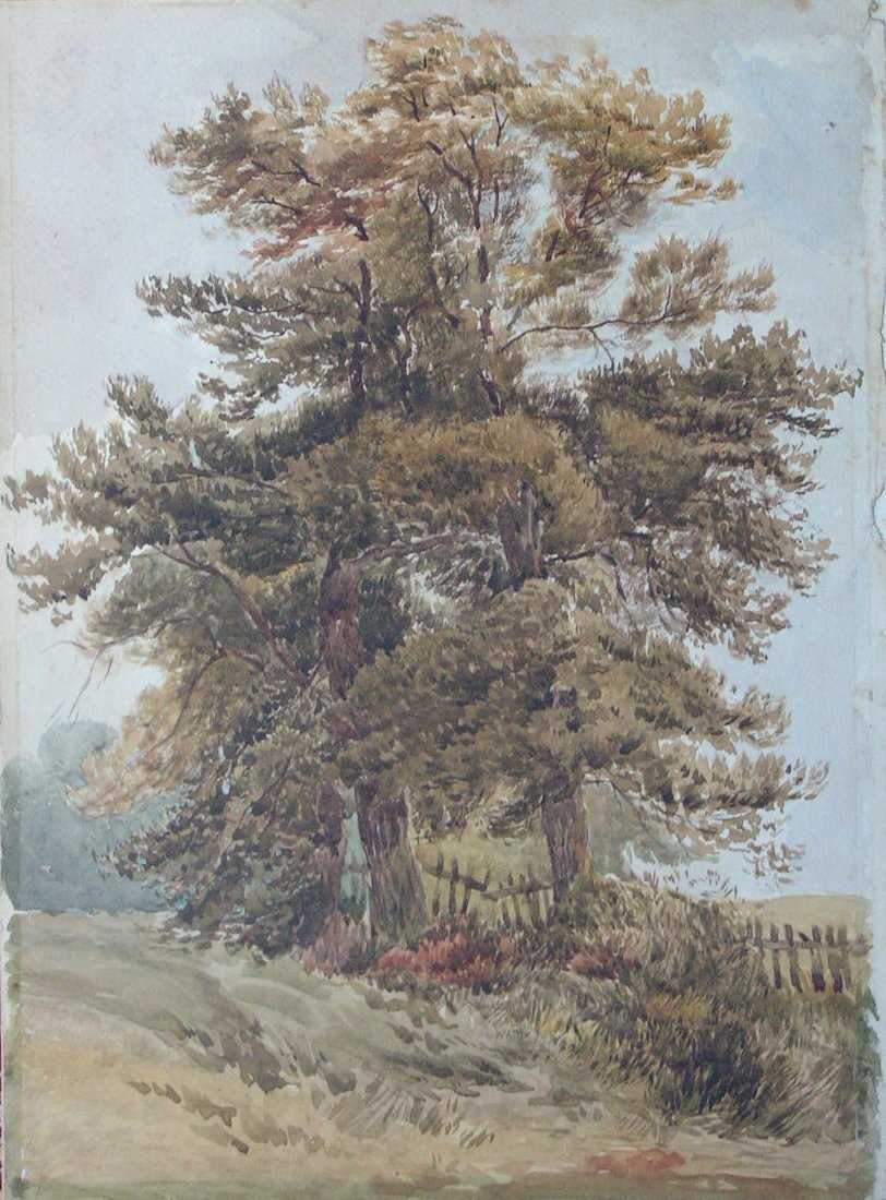 Watercolour - (Trees)