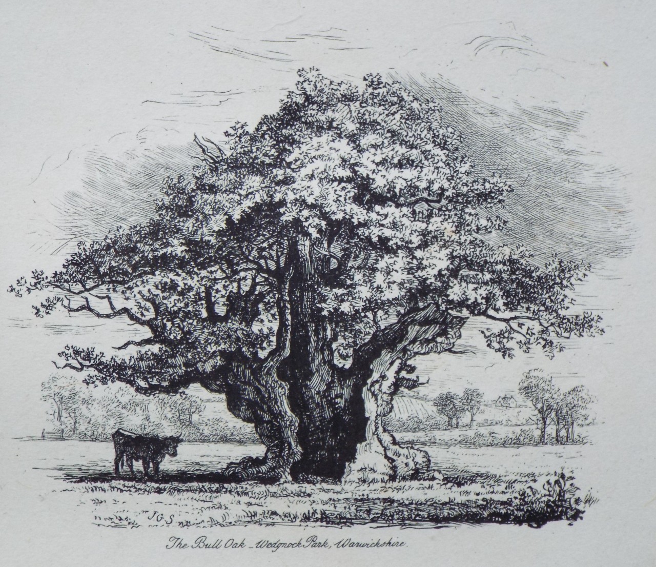 Etching - The Bull Oak, Wedgenock Park, Warwickshire. - Strutt