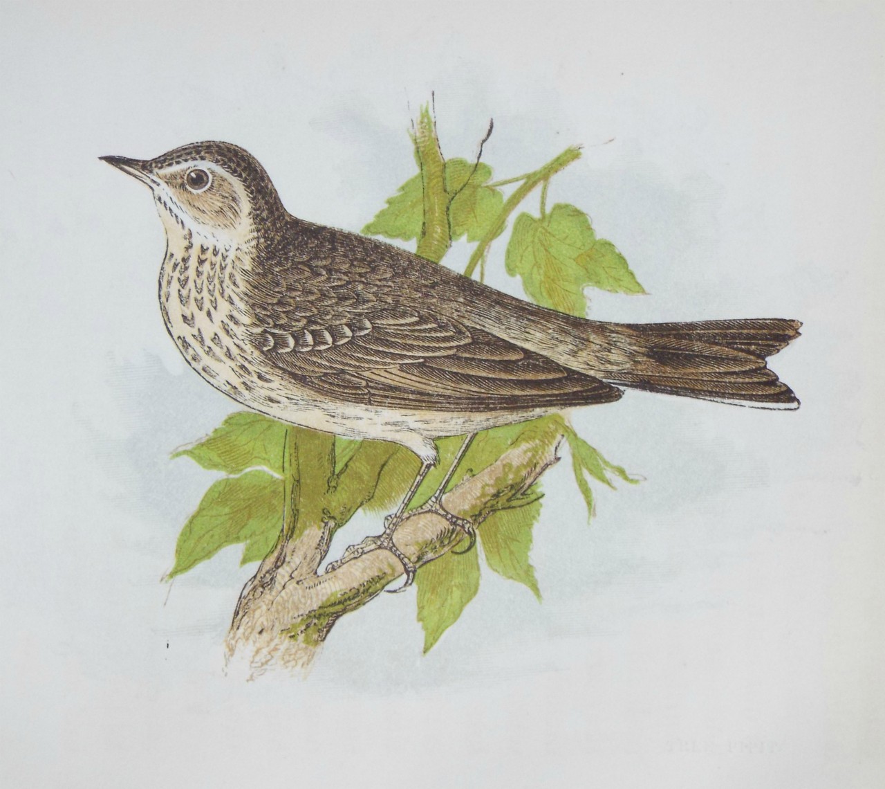 Chromo-lithograph - Tree Pipit.