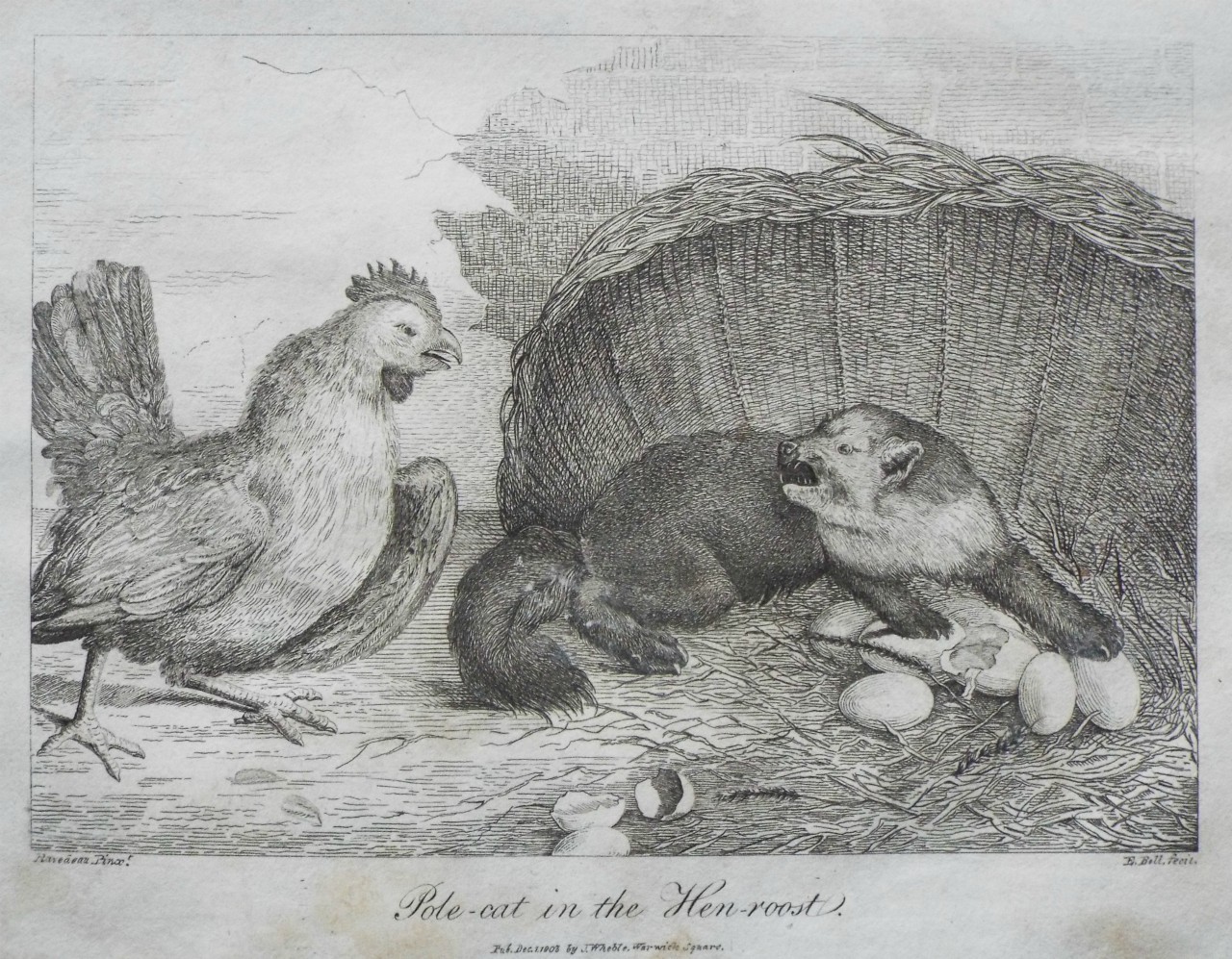Etching - Pole-cat in the Hen-roost. - Bell