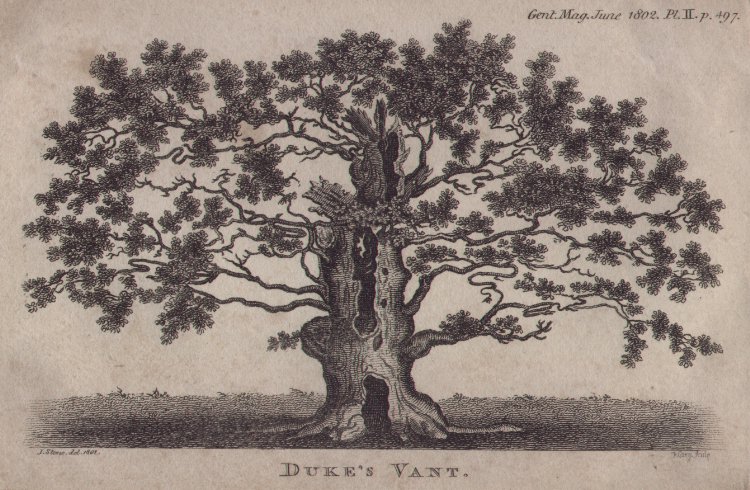 Print - Duke's Vant - Cary